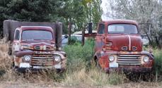 1950 Ford trucks